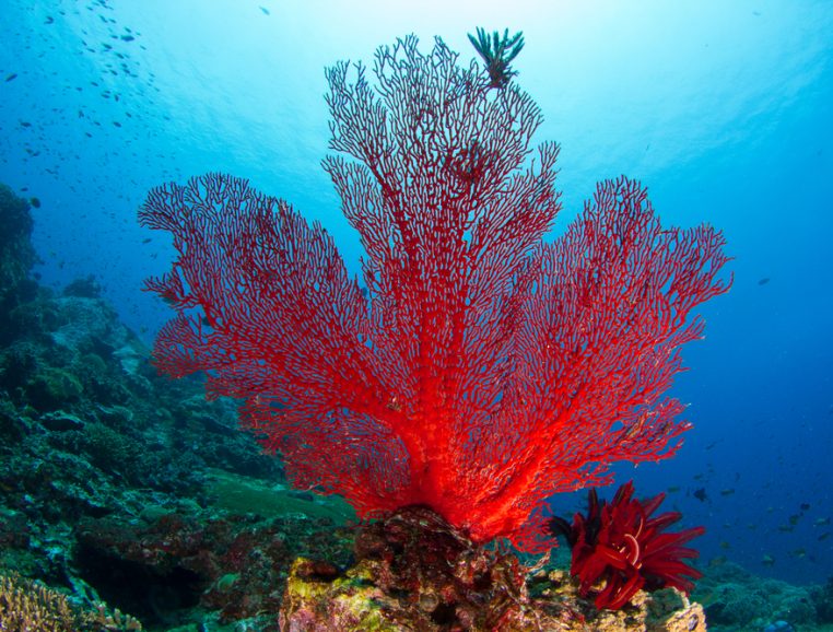 Coral